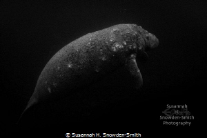 Early Morning Manatee Profile

"Suspended"
Crystal Riv... by Susannah H. Snowden-Smith 